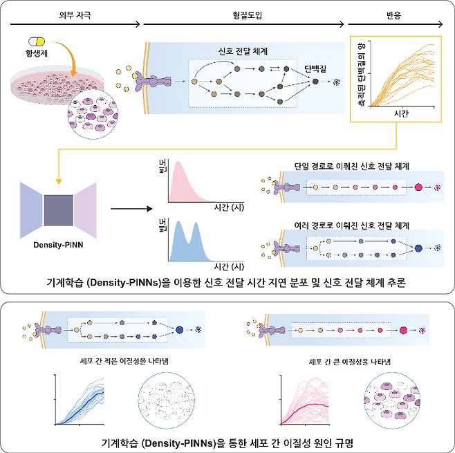 기계학습방법론(Density-PINNs)을 통한 세포 간 이질성 원인 규명. 기초과학연구원(IBS) 제공