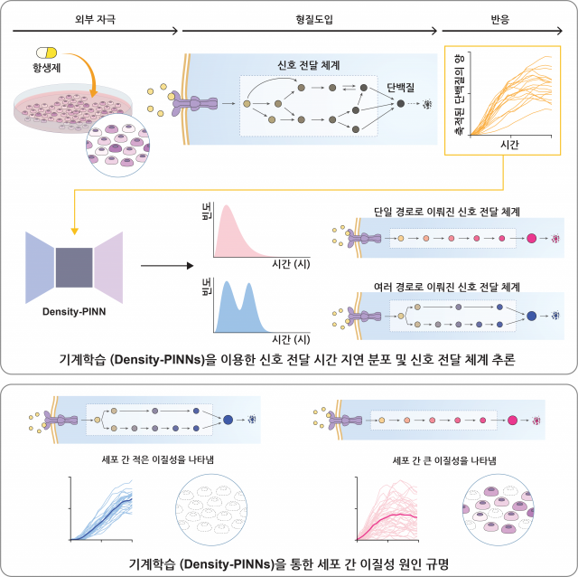 김재경 IBS 그룹장 연구팀이 새로운 기계학습 방법론을 통해 세포 간 이질성의 원인을 규명한 과정을 설명한 그림. 사진 제공=IBS