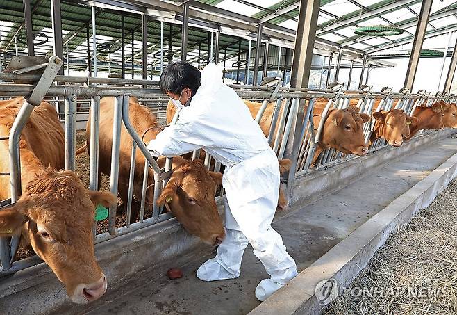 '럼피스킨 백신 접종 중' [연합뉴스 자료사진]