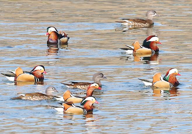 18일 오후 서울 성동구 중랑천 용비교 인근에 천연기념물인 원앙들이 노닐고 있다. 백소아 기자 thanks@hani.co.kr