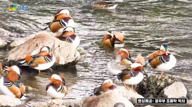 중랑천 용비교 쉼터 인근에서 발견된 원앙들. [성동구청 유튜브]