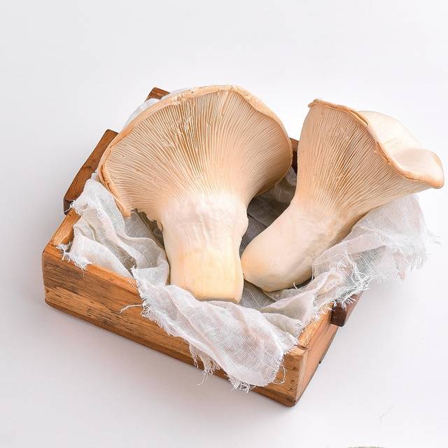 크리미버섯 ‘크리미’