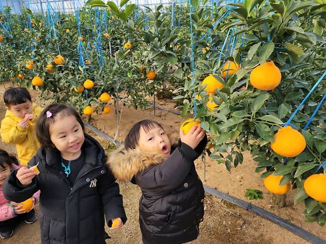 포항 한라봉 농장에서 어린이들이 체험을 하고 있다. 포항시 제공