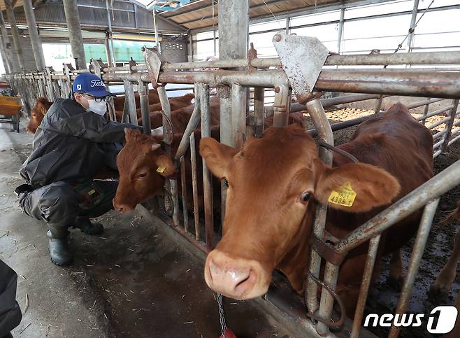 지난해 경남 창원시 의창구 대산면 한 축산 농가에서 소 바이러스성 감염병인 '럼피스킨병' 백신 접종을 하는 모습.. 2023.11.1/뉴스1 ⓒ News1 윤일지 기자