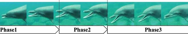 남방큰돌고래의 하품 과정. 1단계로 입을 벌리고, 2단계에서 최대로 벌렸다가 3단계에서 재빨리 입을 닫는다./일 미에대