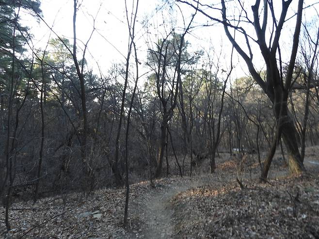 사람들이 정식 산책로가 아닌 곳을 오랜 시간 다니면서 훼손된 남산 토양이 마치 오솔길과 같은 모습을 하고 있다. [사진 = 한봉호 서울시립대 교수]