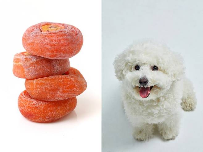 감은 강아지가 먹어도 되는 과일이다. 비타민C와 베타카로틴이 풍부해 반려견에게 영양 간식이 될 수도 있다. [사진= 게티이미지뱅크]