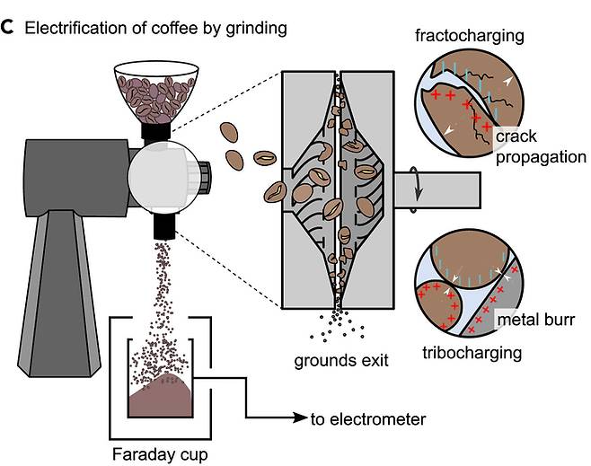 그라인딩 하는 과정에서 원두는 전하를 띠게 된다. 연구팀은 물의 양에 따라 원두 가루에 발생하는 정전기의 세기를 측정했다. ⓒMatter