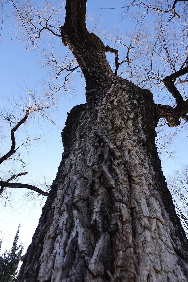 서울 종로구 사직단의 수피가 하얗게 물든 비술나무. 비술나무는 가지가 잘린 곳으로 하얀 수액이 쏟아져 나오는 것이 특징이다.