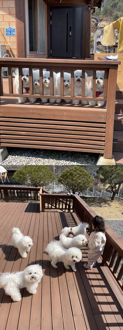 배우 서효림이 펫터뷰를 통해 복순이와 지아, 노아, 리아, 코비, 메르를 소개했다. 사진=서효림