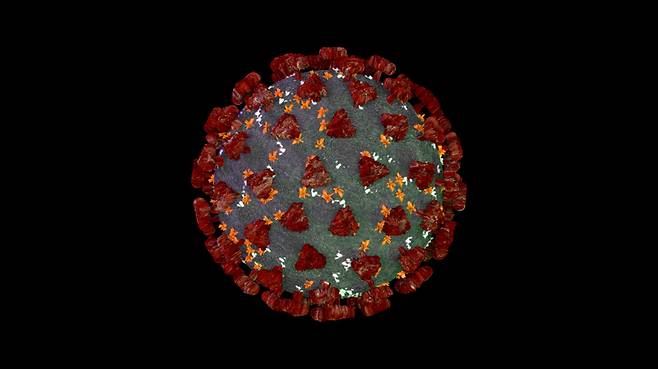 코로나19(COVID-19) 특징인 돌기(스파이크 단백질) 모습. 백신을 맞으면 돌기에 항체가 들러붙어 감염을 예방한다. 다만 코로나19 변이가 생길 경우 항체가 제대로 작동하지 않는데, 이때 기억 T세포가 면역 반응을 만들어 항원과 싸운다. / 사진=게티이미지뱅크