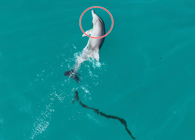 지난 15일 서귀포시 대정읍 앞바다에서 포착된 새끼 남방큰돌고래(화면제공=다큐제주, 제주대 돌고래연구팀)
