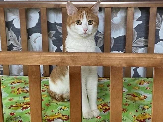 영하 30도 혹한에 열차 밖으로 버려져 동사한 애완 고양이 '트윅스'. [SNS 갈무리]