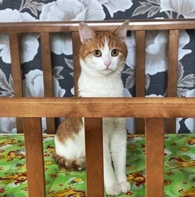 러시아에서 영하 30도 추위에 기차 밖으로 내던져 졌다가 숨진 채 발견된 고양이 ‘트윅스/엑스