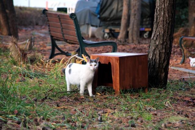 2016년 을숙도에 설치된 길고양이 급식소에 밥을 먹으러 온 고양이 모습. 공존연구소 블로그 캡처