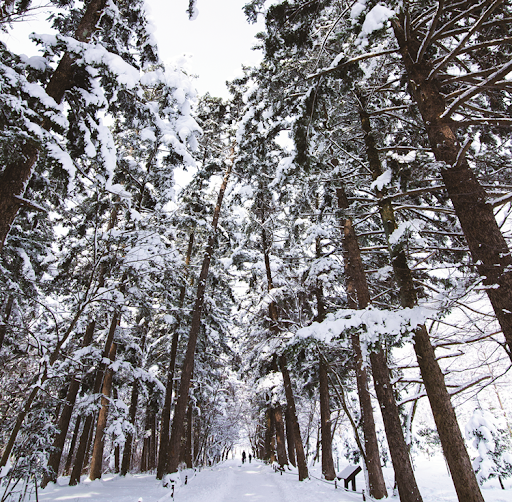 내소사에 이르는 숲길은 우리나라 3대 전나문 숲길 중 하나다. 사진제공|내소사