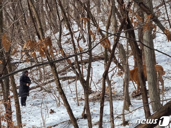 송아지 포획 장면. (옥천군 제공) /뉴스1