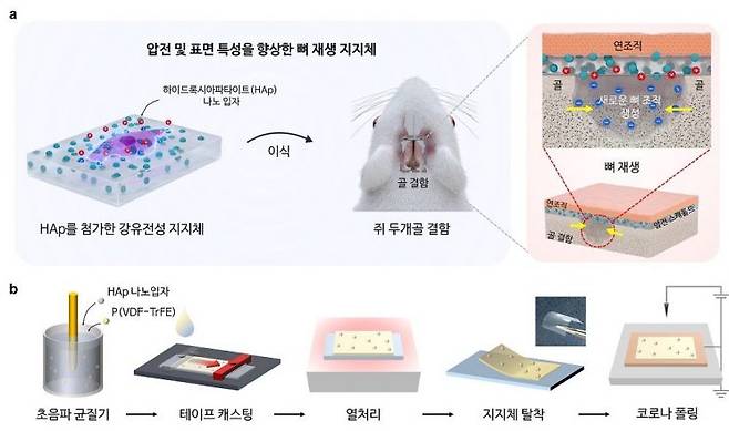 뼈 재생 메커니즘 및 하이드록시아파타이트 융합 P(VDF-TrFE) 지지체의 제조 방법 도식화 자료. KAIST 제공