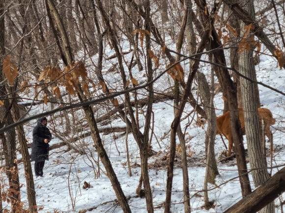 지난 24일 옥천군 안내면에서 드론으로 찾은 송아지를 포획하고 있는 모습. 옥천군 제공.