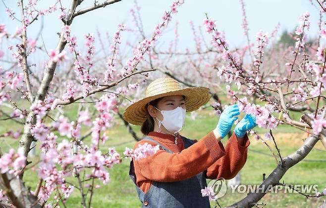 활짝 핀 복숭아꽃 인공수분 [농촌진흥청 제공. 재판매 및 DB 금지] photo@yna.co.kr