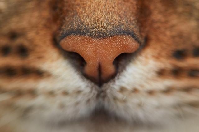 개보다 고양이의 코가 더 예민하다. 게티이미지뱅크