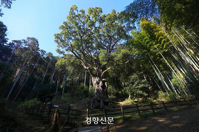 다케오 신사 옆 숲길로 걸어들어가면 수령이 3000년 이상 된 녹나무를 마주할 수 있다. 비탈진 숲에 서있는 나무를 바라보면 압도될 것만 같은 느낌이 든다.