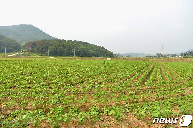 논콩 경작지.(자료사진)/뉴스1