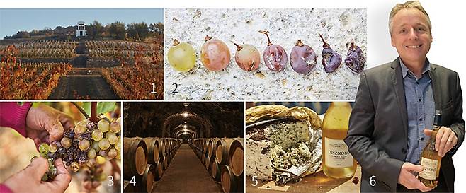 1 가을 단풍에 물든 디스노커 밭. 2 귀부균에 감염된 포도가 말라가는 과정. 3 알알이 수확하는 아수 포도. 4 오크통에서 숙성 중인 토카이 아수 와인. 5 짭짤한 블루 치즈에 곁들인 토카이 아수 와인. 6 한국을 방문한 디스노커의 디렉터 라슬로 메사로스. 사진 디스노커·김상미