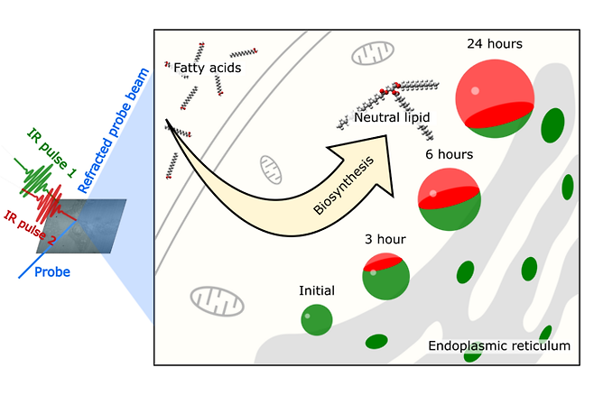 이중 색상 적외선 광열 현미경법을 이용한 세포 내 지질 합성 과정 연구