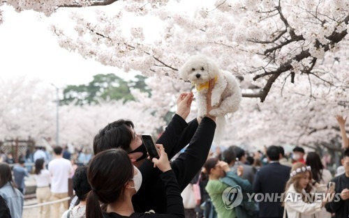 진해군항제./연합뉴스 제공/