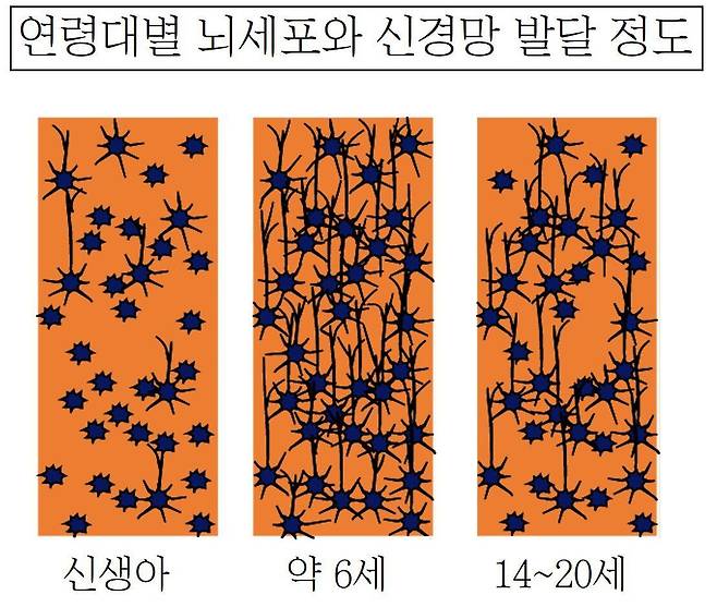 사람의 뇌세포는 평생 개수가 더 늘어나지 않는다. 하지만 특정 사고나 행동을 자주 하면 할수록 관련 뇌세포들끼리의 네트워크(신경망)가 진해진다. 특히 세 돌 전 영유아 시기에는 뇌가 급속도로 발달한다. 6세까지 신경망 발달이 최고조에 이른다. 그러다가 나이가 들면 이중 가장 속도가 빠른 신경망만 남게 된다./Stahl S M, Essential Psychopharmacology (2000)