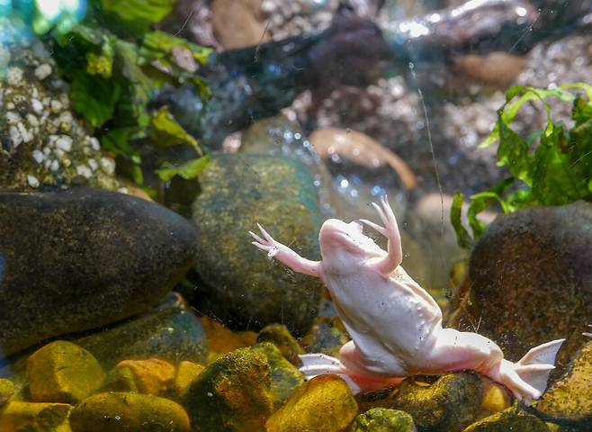 환경부 지정 생태계위해우려 생물종 ‘아프리카발톱개구리’. 게티이미지