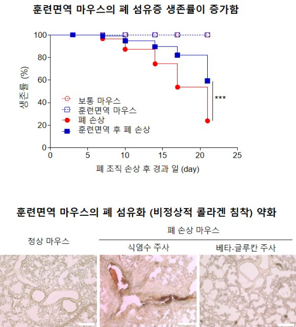 베타-글루칸으로 유도한 훈련면역이 마우스의 폐 섬유증을 완화시켰다. [사진=한국연구재단]