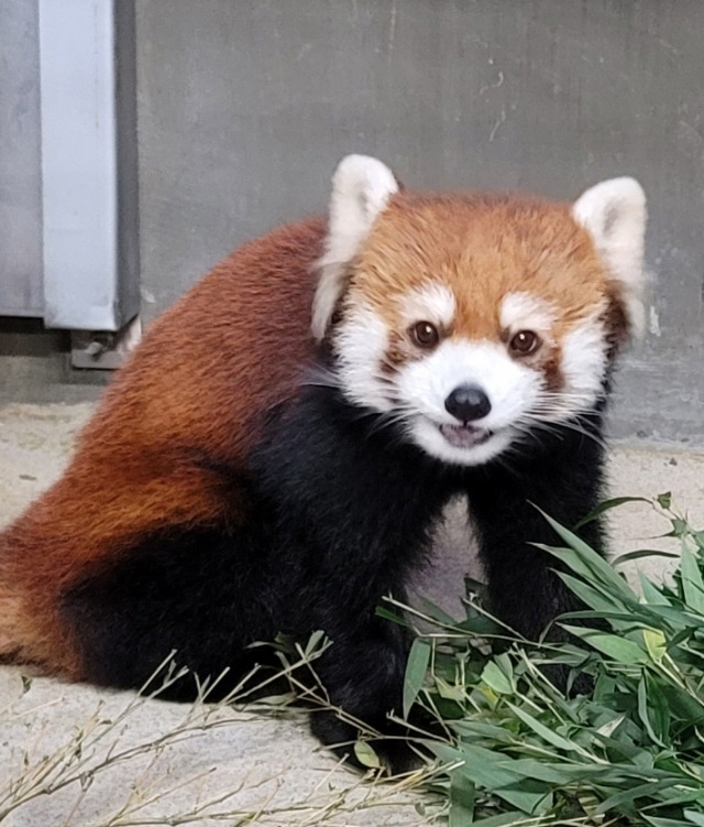 레서판다. 연합뉴스