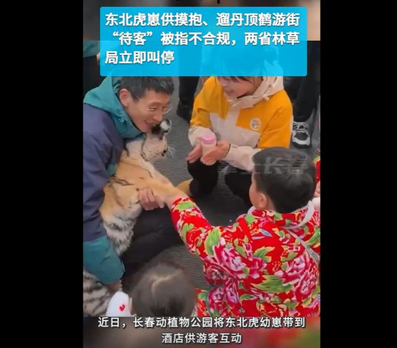 중국 창춘시에 등장한 새끼 시베리아 호랑이. 출처 더우인