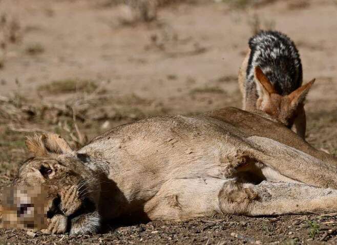 재칼이 죽은지 얼마 되지 않은 암사자의 사체를 파먹고 있다./Shaheen Patel Facebook. Legend Safaris