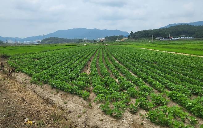 전남 해남군 황산면 연호 들녘에 재배된 전략 작물인 논콩. 전라남도 제공