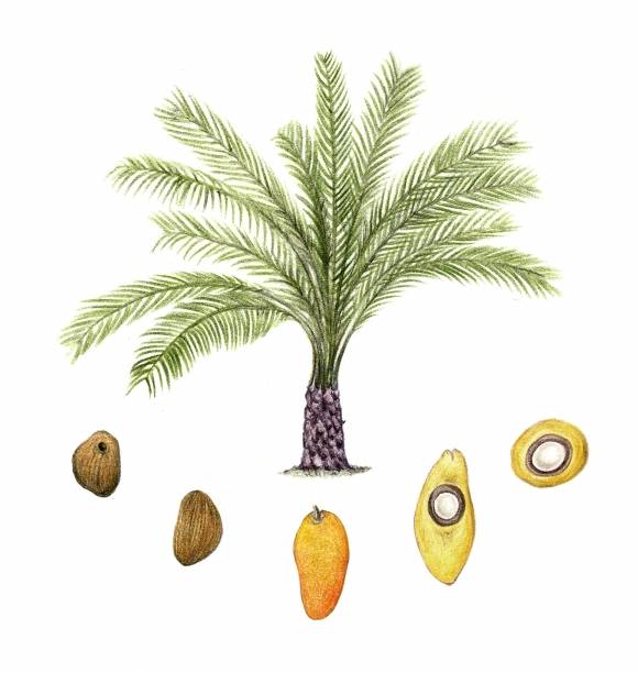 심은 지 3년 된 기름야자에는 열매가 다발로 달리기 시작한다. 일 년 내내 수백 개의 열매를 수확할 수 있으며 열매의 기름 함량은 30-35%이다.