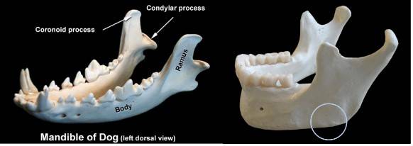(좌) 개의 아래턱뼈 [사진=오번 대학교 제공] (우) 인간의 아래턱뼈 [사진=영문 위키백과] 하악각(하늘색 원)이 개에게는 발달되지 않음.