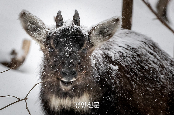 폭설이 내린 1일 강원도 인제군 설악산 미시령 인근에서 먹이를 구하기 위해 저지대로 내려온 야생 산양이 눈을 맞으면서 나뭇잎을 뜯어 먹고 있다. 무인카메라 사진이 아닌 야생 산양의 생생한 모습이 언론을 통해 공개되는 것은 이번이 처음이다. 인제 | 성동훈 기자