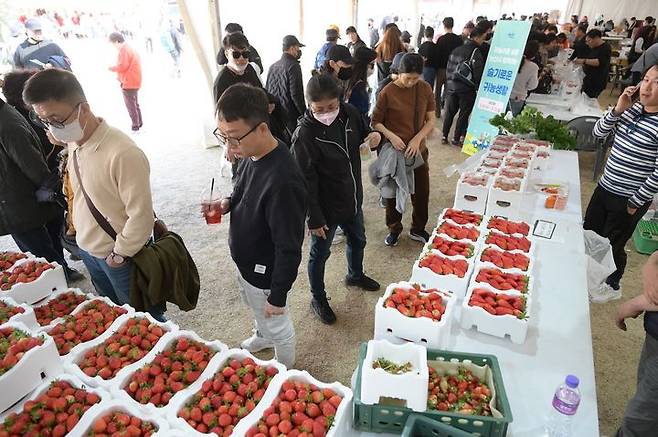 [논산=뉴시스]지난해 논산딸기축제 현장. 2024. 02. 01  *재판매 및 DB 금지