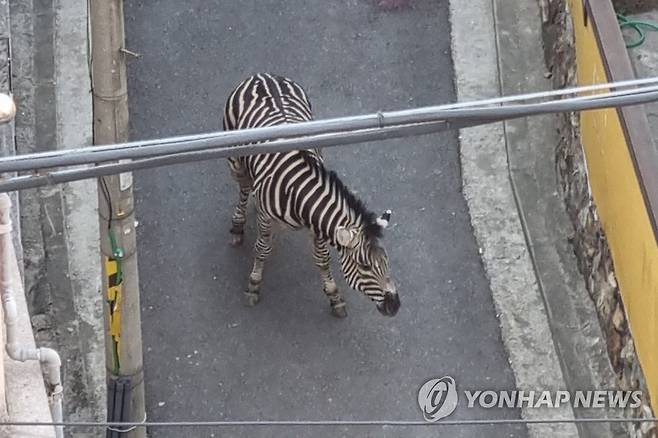 어린이대공원 탈출한 얼룩말 (서울=연합뉴스) 서대연 기자 = 23일 오후 서울 광진구 자양동 인근에서 어린이대공원에서 탈출한 얼룩말이 주택가를 돌아다니고 있다.
    서울어린이대공원 등에 따르면 이 얼룩말은 이날 오후 2시 50분께 공원 내 우리 주변에 설치된 나무 데크를 부수고 탈출한 것으로 전해졌다. 2023.3.23 [독자 김민우 씨 제공. 재판매 및 DB 금지] dwise@yna.co.kr