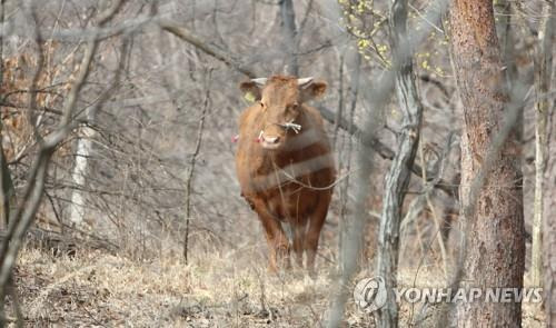 "아, 나는 1년 살고 이렇게 죽을 수는 없는데"  2018년 3월 서산의 도살장에서 달아난 소. 마취총에 맞고 쓰러진 뒤 살해됐다. [연합뉴스 사진]