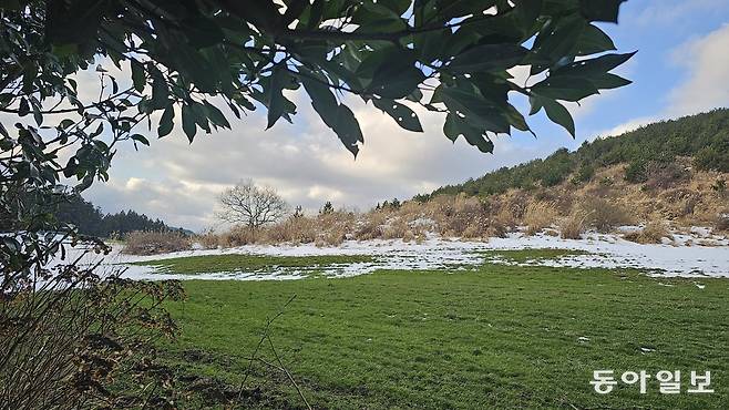 생크림 얹은 녹차 셰이크를 연상시키는 눈 내린 제주.  제주=김선미 기자