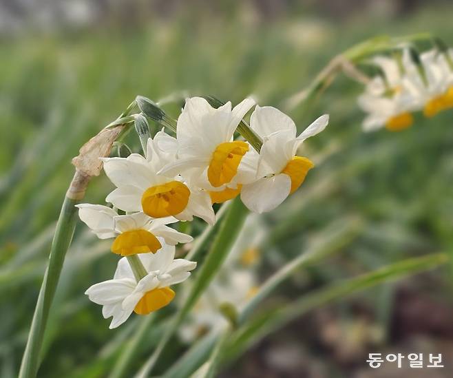 오설록 티스톤 전경과 제주수선화. 서귀포=김선미 기자