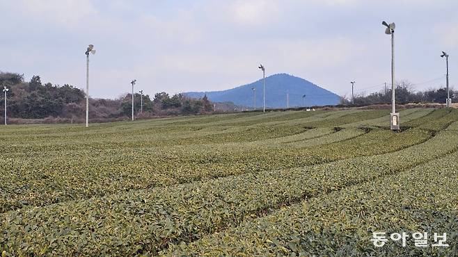 오설록의 해국과 제주백서향, 서광차밭. 서귀포=김선미 기자