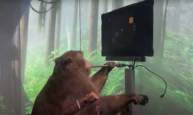 뇌에 뉴럴링크 칩을 삽입한 원숭이가 생각만으로 기기를 조작해 테니스 게임을 즐기고 있는 모습. 뉴럴링크는 2021년 4월 이 영상을 공개했다. 뉴럴링크 제공