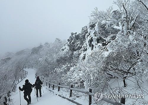 강원 태백시 태백산국립공원 고지대에 눈꽃이 활짝 펴 탐방객들에게 겨울 추억을 선사하고 있다. 사진=연합뉴스