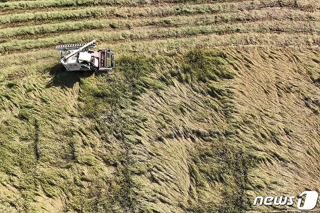 22일(현지시간) 중국 남서부 충칭의 한 농촌에서 추수를 하고 있다. 2022.08.22 ⓒ AFP=뉴스1 ⓒ News1 정윤미 기자