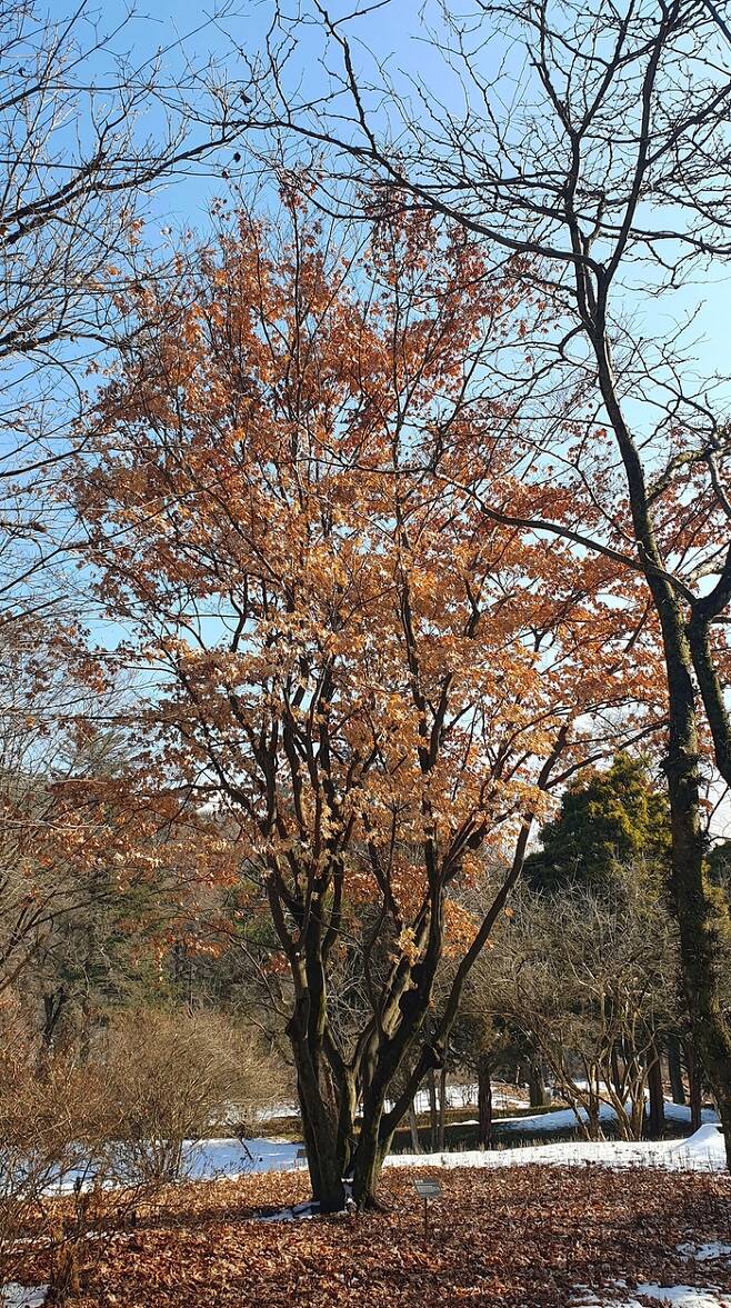 ‘낙엽 발생 지연’ 현상이 발생한 당단풍나무. 국립수목원 제공
